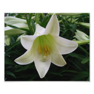 Schöne Blume Foto drucken