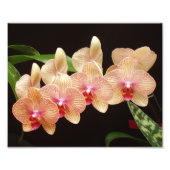 Schöne Blume Foto drucken (Vorne)