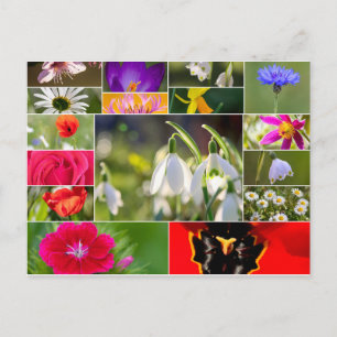 Schöne Blume für Frühling und Sommer Gefühl! Postkarte
