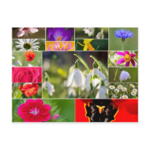 Schöne Blume für Frühling und Sommer Gefühl!