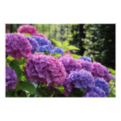 Schöne Blume in Rosa und Blau-Hydrangea Poster (Vorderseite)