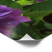 Schöne Blume in Rosa und Blau-Hydrangea Poster (Ecke)
