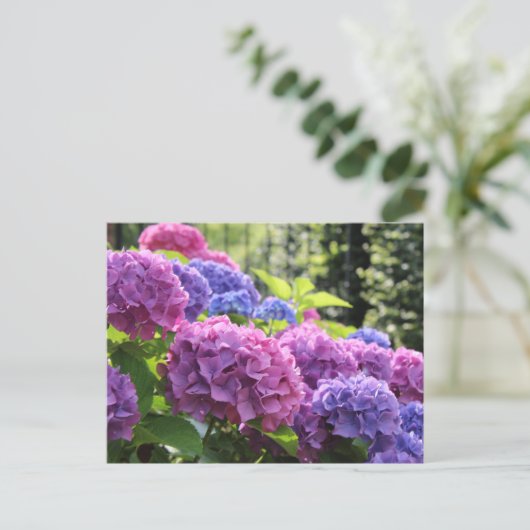 Schöne Blume in Rosa und Blau-Hydrangea Postkarte (Stehend Vorderseite)