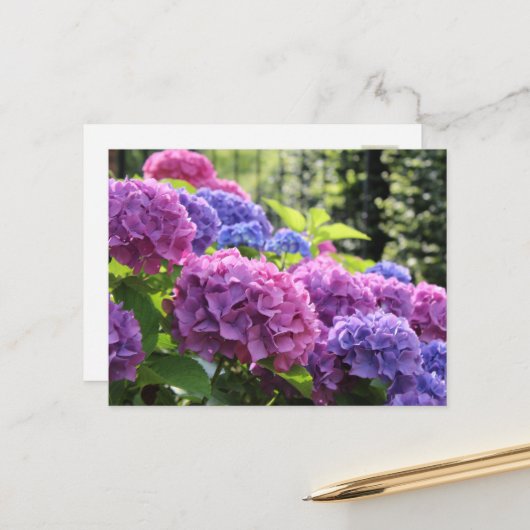 Schöne Blume in Rosa und Blau-Hydrangea Postkarte (Vorderseite/Rückseite Beispiel)
