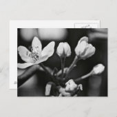 Schöne Blume in Schwarz und Weiß (Postkarte) Postkarte (Vorne/Hinten)