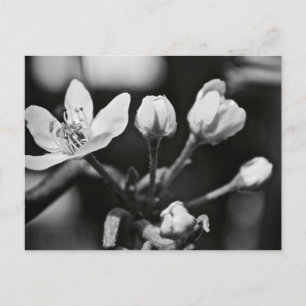 Schöne Blume in Schwarz und Weiß (Postkarte) Postkarte