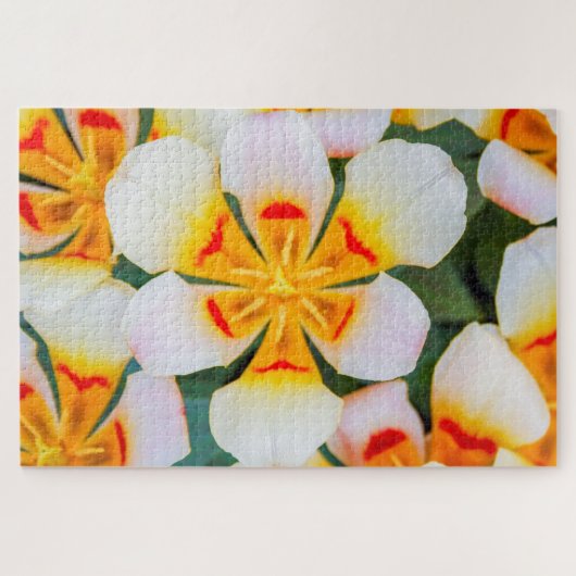 Schöne Blume in Weiß, Orange und Rot Puzzle (Horizontal)