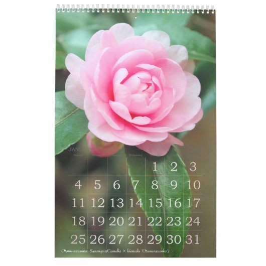 Schöne Blume Kalender Beste: Typ-A-レダ (Jan 2026)