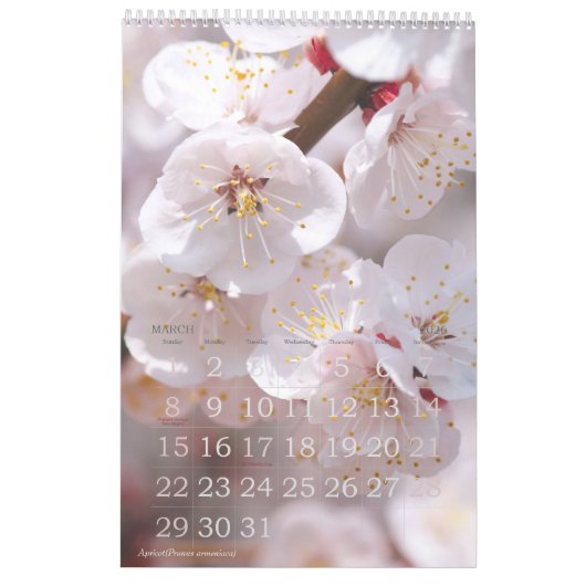 Schöne Blume Kalender Beste: Typ-A-レダ (Mär 2026)