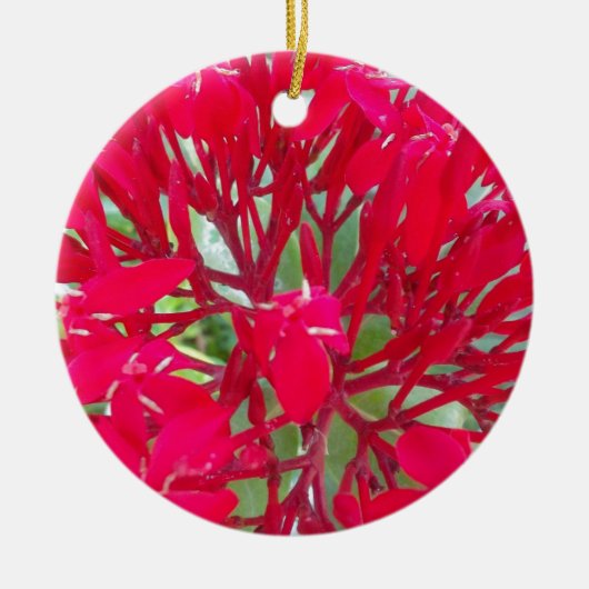 Schöne Blume Milkweed Art Print/Graphic Keramikornament (Vorne)