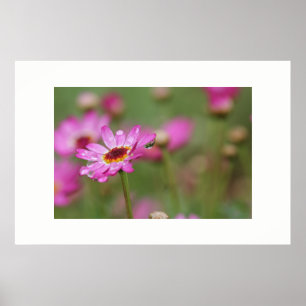 Schöne Blume mit einem Tropfen Regen Poster