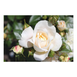 Schöne Blume mit weißer Rose. Blumenfotografie Fotodruck