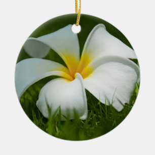 Schöne Blume Nah-up - Ornamente