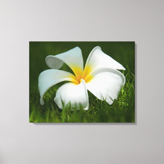 Schöne Blume Nah-up - überzogene Canvas Leinwanddruck (Vorderseite)