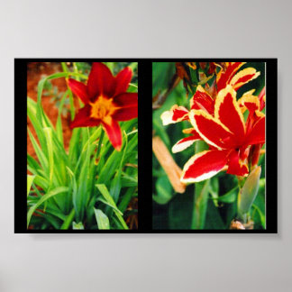 Schöne Blume Poster