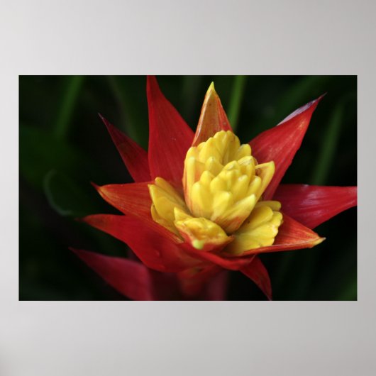 Schöne Blume Poster (Vorne)