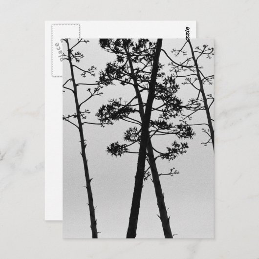 Schöne Blume Postkarte (Vorne/Hinten)