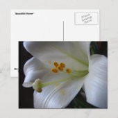 Schöne Blume Postkarte (Vorne/Hinten)