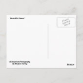 Schöne Blume Postkarte (Rückseite)