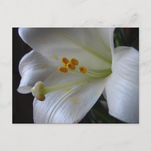 Schöne Blume Postkarte (Vorderseite)