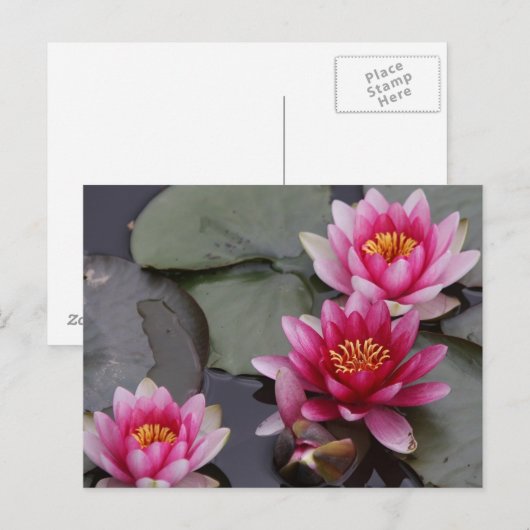 Schöne Blume Postkarte (Vorne/Hinten)