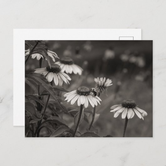 Schöne Blume schöne Kunstfotografie. Postkarte (Vorne/Hinten)