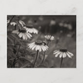 Schöne Blume schöne Kunstfotografie. Postkarte (Vorderseite)