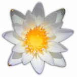 Schöne Blume Weißwasserlilie Freistehende Fotoskulptur<br><div class="desc">Original - von YANKAdesigns!</div>