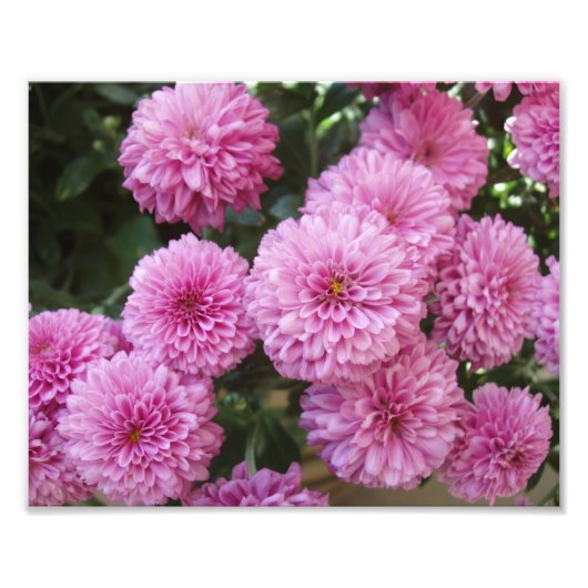 Schöne Blumen Foto Druck (Vorne)