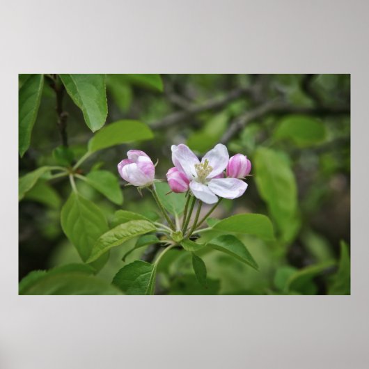 Schöne Blumen im Apfelgarten Poster (Vorne)