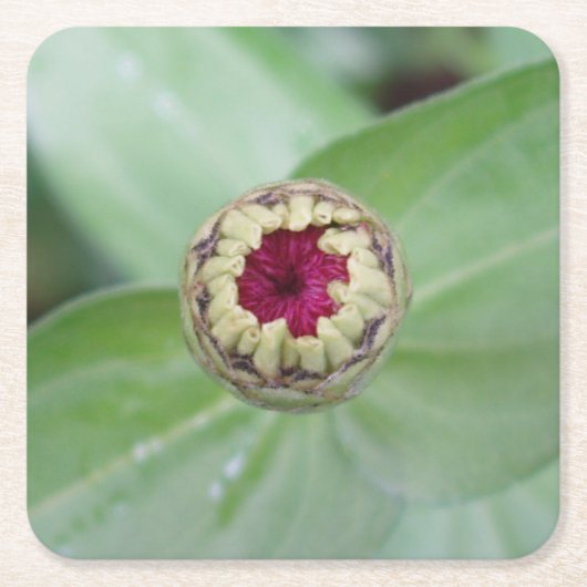 Schöne Blumenbilder Untersetzer Set (Vorderseite)