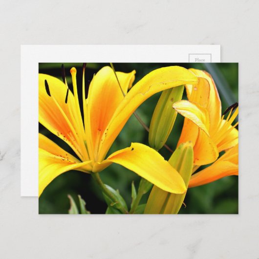 Schöne Blumengelbe Lilien Postkarte (Vorne/Hinten)