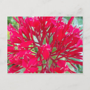 Schöne Blutblumen-Seidenpflanzen-Kunst druck/Grafi Postkarte
