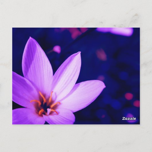 Schöne Blüten Postkarte (Rückseite)