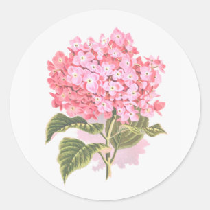 Schöne botanische Hydrangea-Blume Runder Aufkleber