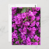 Schöne Bougainvillea Postkarte (Vorne/Hinten)