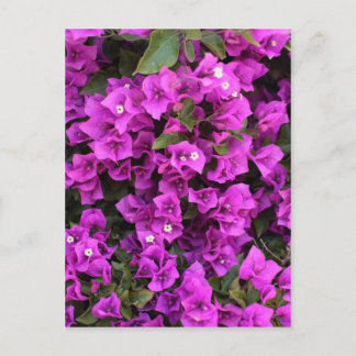 Schöne Bougainvillea Postkarte
