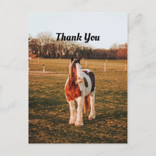 Schöne Braun Paint Zugpferd Foto Danke Postkarte