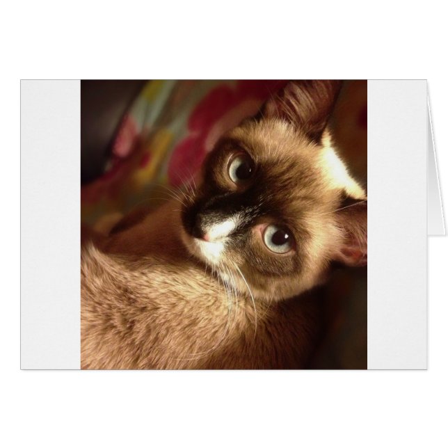 Schöne braune Katze (Vorderseite (Horizontal))