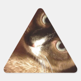 Schöne braune Katze Dreieckiger Aufkleber