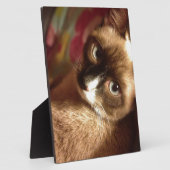 Schöne braune Katze Fotoplatte (Seite)