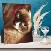 Schöne braune Katze Fotoplatte (Seite)