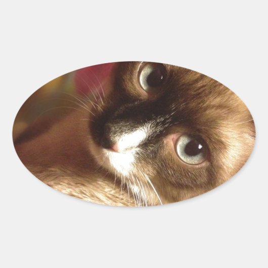 Schöne braune Katze Ovaler Aufkleber (Vorderseite)