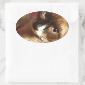 Schöne braune Katze Ovaler Aufkleber (Tasche)