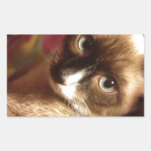 Schöne braune Katze Rechteckiger Aufkleber (Vorderseite)