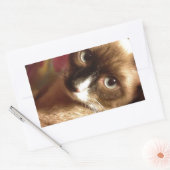 Schöne braune Katze Rechteckiger Aufkleber (Umschlag)