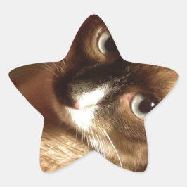 Schöne braune Katze Stern-Aufkleber