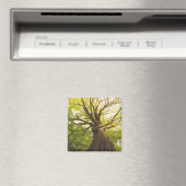 Schöne Buche Magnet (In Situ (Geschirrspüler))