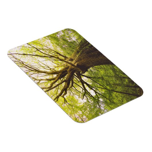 Schöne Buche Magnet (Rechte Seite)