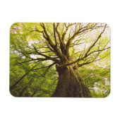 Schöne Buche Magnet (Horizontal)